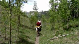 Tennessee Walking Horses at Crested Butte CO [upl. by Goodman]