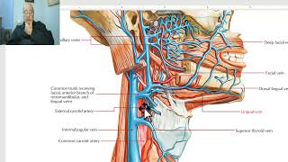 Anatomy of head and neck module in Arabic 73 External carotid artery part 1  by Dr Wahdan [upl. by Lohrman]