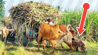 New Bullock Cart Heavy load accident in stuck  buffalocart bullockcart buffalo cow Bullock [upl. by Zerelda538]