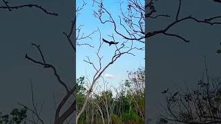 Black Cockatoo Communication Sound Up birds birdlovers birdwatching [upl. by Aznola]