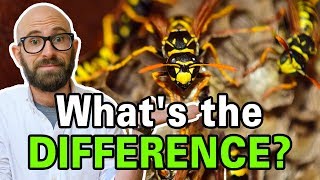 What is the Difference Between Bees Wasps and Hornets [upl. by Onaled271]