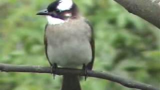 Guandu 關渡 Natural Park 1222010 lightvented bulbul 白頭翁 pycnonotus sinensiswmv [upl. by Nebur]