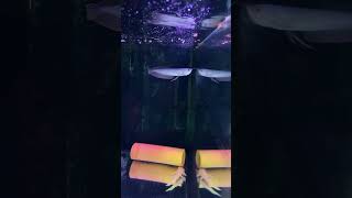 Silver Arowana 6in🐟PELLET TRAINED⁉️ fish arowana monsteraquarium aquariumfish viralvideo [upl. by Nove586]