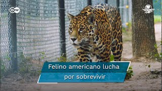 Yaguareté el felino que lucha por no extinguirse [upl. by Neeruam903]