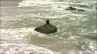 Shivling at Kanyakumari Beach [upl. by Gaylene]