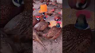 The entrepreneurial process of wild pheasant breeding [upl. by Yeknarf]