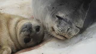 How Moms Matter To Weddell Seal Pups [upl. by Cyd]