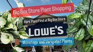 Big Box Store Plant Shopping Lowes Rare Plant Find Cheap Outdoor Plants [upl. by Renell]