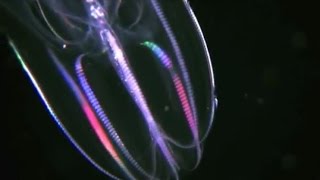 Facts The Comb Jelly Ctenophora [upl. by Aiciles]