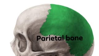 parietal bone part 3  anatomy mbbs bds [upl. by Jannelle]