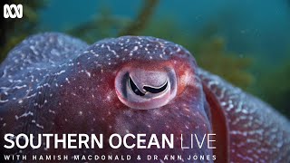 The unique breeding rituals of cuttlefish  Southern Ocean Live [upl. by Paucker836]