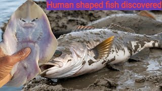 Human Shaped Fish Discovered  Fish with HumanLike Features [upl. by Eihpos257]