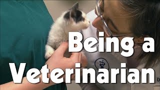 Being a Veterinarian  The Friday Zone  WTIU  PBS [upl. by Damahom684]