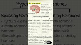 The Hypothalamus full details🔥 hypothalamus notes shorts [upl. by Lanette328]