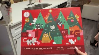 affordable advent calendar for your cats  suitable for multiple kitties 🎄 [upl. by Grantley176]