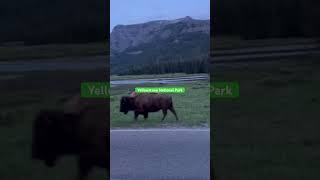 Beautiful family crossing Yellowstone National Park solotravels travel camping nationalparks [upl. by Reeta662]