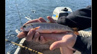 RARE Blueback Trout Fishing While Camping in The North Maine Woods [upl. by Rania]