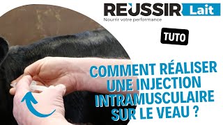 TUTO Comment réaliser une injection intramusculaire sur le veau [upl. by Nyltiac278]