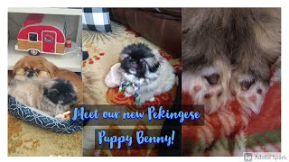 Meet our new Pekingese Puppy Benny pekingese puppy pekingesepuppy [upl. by Brannon]