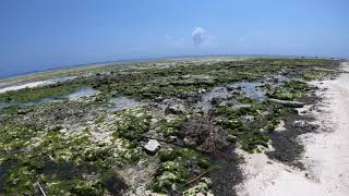 The Sands Beach Resort Zanzibar Dongwe Beach at low tide [upl. by Larual]