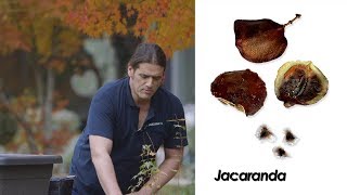 ¿Cuándo y cómo sembrar jacaranda  Briconsulta  Jardinatis [upl. by Reeta195]