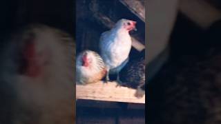 Chickens at Roost chickens chickencoop homesteading homestead minnesota [upl. by Anippesuig]