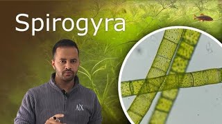 Spirogyra under microscope full video  Practical  science 🧪 [upl. by Secilu619]