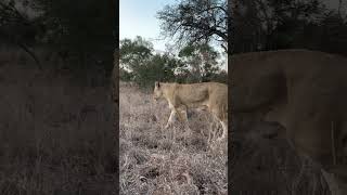 A Mbiri lioness casually walks past my cruiser manyeleti lions mbiri [upl. by Ehcrop]