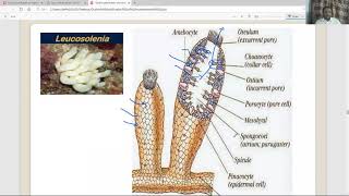 Outline classification of Invertebrates Part 2 of 4 [upl. by Celin16]