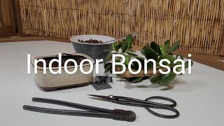 indoor Bonsai part 2 start one in less than 15mins [upl. by Galatea]