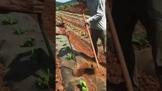 Lets know a shortcut way about the Crops tillage farming reels shorts satisfying [upl. by Nami]