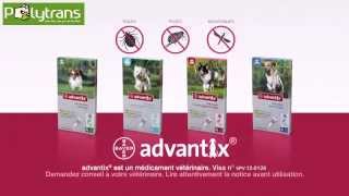 ADVANTIX SPOT ON Traitement contre les puces et tiques chez POLYTRANS [upl. by Otsenre271]