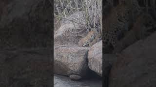 Bera Leopard cubs and mother [upl. by Kacie]