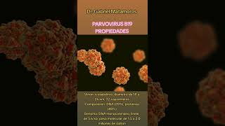 Parvovirus B19 PROPIEDADES parvovirus viralshorts [upl. by Enyt]