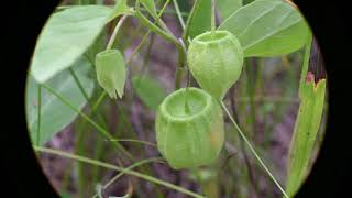 Physalis virginiana Virginia Ground Cherry [upl. by Kcyred]