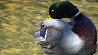 Mallard Ducks Preening [upl. by Bevis581]