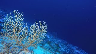 Underwater Mountains in the Indian Ocean [upl. by Attenal316]