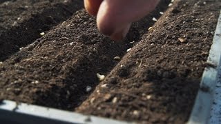 How to Sow Tomato and Chilli or Pepper Seeds [upl. by Nolyarg371]