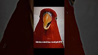 im running out of birds😭 birds bird edit sound birdsounds birdslover [upl. by Odella]