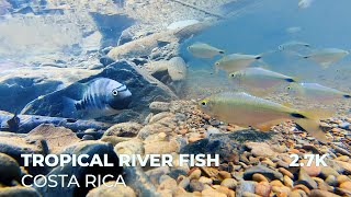 Tropical River Fish Costa Rica  Siebolds Cichlid Talamancaheros Sieboldii with fry and BA Tetra [upl. by Elspeth]