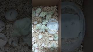 incubate hen chicks hatched in 20 days [upl. by Ariahaj]