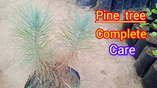 pine tree complete care and propagation  cheed ka ped care [upl. by Sabrina]