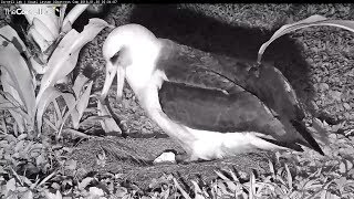 20180130  The chick hatched  332am Kauai Laysan Albatross [upl. by Odnuges]