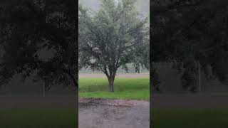 Nature Videos Rain in a Tree ASMR [upl. by Federica]