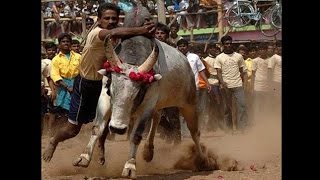 Tamil Nadu to have Jallikattu bull taming sport back [upl. by Abebi958]