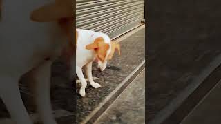 Dollar vs roti 🐶 please subscribe [upl. by Nickey296]