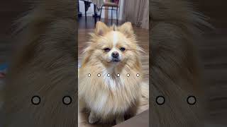 ピカルディの直談判 dog 犬pomeranian ポメラニアン癒し [upl. by Jarus]