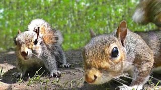 Videos for Cats to Watch  Squirrel Fun [upl. by Adkins]