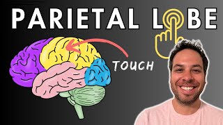 The Parietal Lobe Somatosensory Cortex  Location and Function [upl. by Schmitz]