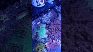 Anthelia baby shorts reeftank saltwaterfishtank nanoreef [upl. by Mahan]